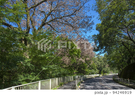 青空の多摩湖と狭山湖との間の道路沿いのナラ枯れの樹木 94246919