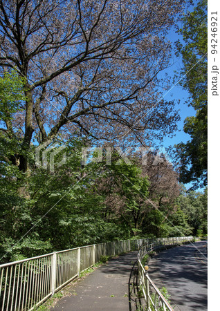 青空の多摩湖と狭山湖との間の道路沿いのナラ枯れの樹木 94246921