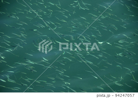 水面の小魚 94247057