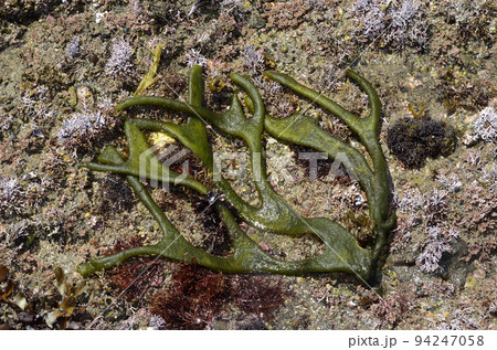 ミル サキブトミル 海藻 ミル サキブトミル 海藻 94247058