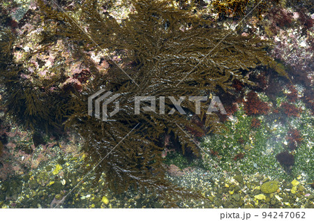 アカモク  海藻 94247062