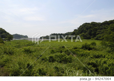 江奈湾 干潮時 江奈湾 干潮時 94247064