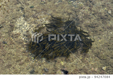 ゴンズイ玉　ゴンズイの幼魚 94247084