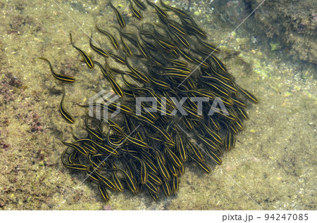 ゴンズイ玉 ゴンズイの幼魚 ゴンズイ玉 ゴンズイの幼魚 94247085