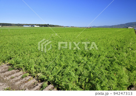 初秋の北海道京極町で実りを迎えたニンジン畑の風景を撮影 94247313