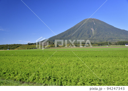 初秋の北海道京極町で実りを迎えたニンジン畑と羊蹄山の風景を撮影 初秋の北海道京極町で実りを迎えたニンジン畑と羊蹄山の風景を撮影 94247343
