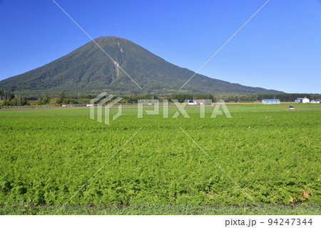 初秋の北海道京極町で実りを迎えたニンジン畑と羊蹄山の風景を撮影 初秋の北海道京極町で実りを迎えたニンジン畑と羊蹄山の風景を撮影 94247344