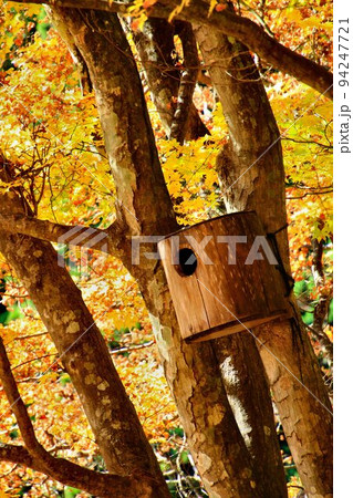 鮮やかな紅葉の中に…ムササビの巣箱 ~秋の武蔵御嶽山~ 鮮やかな紅葉の中に…ムササビの巣箱 ~秋の武蔵御嶽山~ 94247721