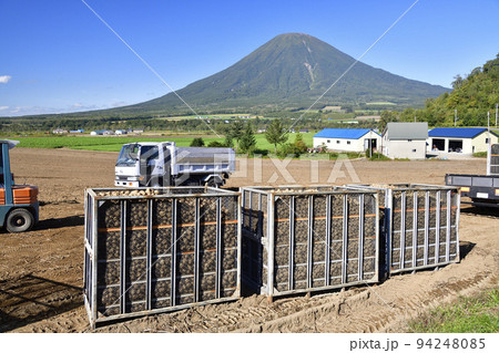 初秋の北海道京極町でジャガイモの収穫作業と羊蹄山の風景を撮影 94248085