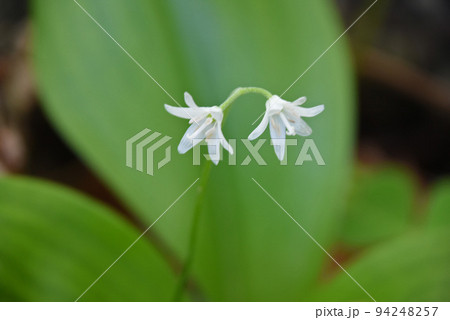 北海道で見た緑色の葉を背景にして2輪咲いている白色のツバメオモトの花が美しい 北海道で見た緑色の葉を背景にして2輪咲いている白色のツバメオモトの花が美しい 94248257