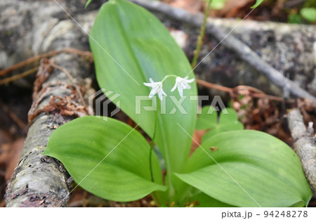 北海道で見た大木の根元で咲いている白色のツバメオモトが美しい 北海道で見た大木の根元で咲いている白色のツバメオモトが美しい 94248278