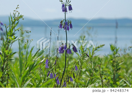 薄っすらと見える湖と山並みを背景にした青紫色の釣り鐘状の花をつけたツリガネニンジンが目を引きます 94248374