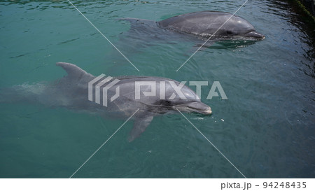 ドルフィンファームしまなみのイルカ 94248435