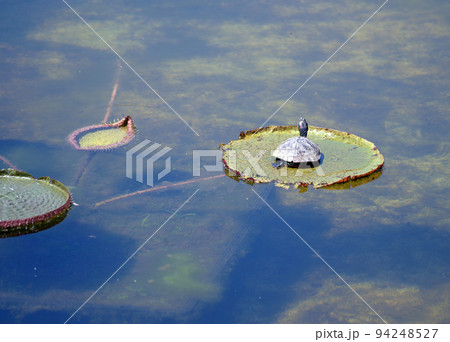 オニバスと亀 94248527