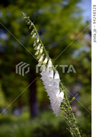 ジギタリス 94248528