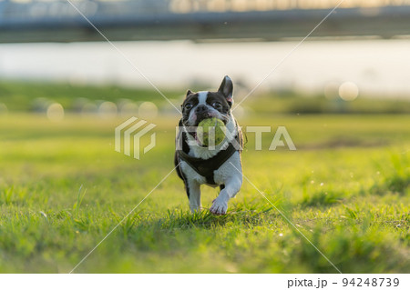 ボール遊びするボストン・テリア 94248739