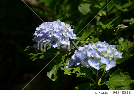 岩船寺 境内の紫陽花 京都府木津川市加茂町 岩船寺 境内の紫陽花 京都府木津川市加茂町 94248818