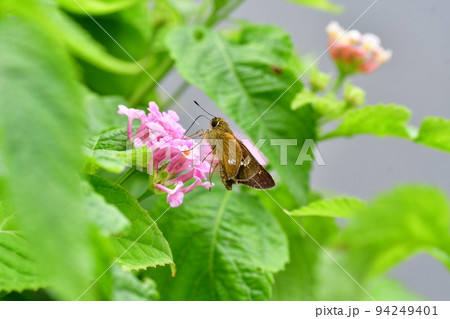 イチモンジセセリとランタナの花 鎌倉市内 イチモンジセセリとランタナの花 鎌倉市内 94249401