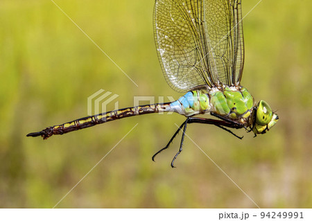羽根をつかんで横から写したギンヤンマのオス 羽根をつかんで横から写したギンヤンマのオス 94249991