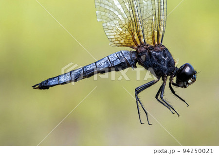 羽根をつかんで横から写したオスのハラビロトンボ 94250021