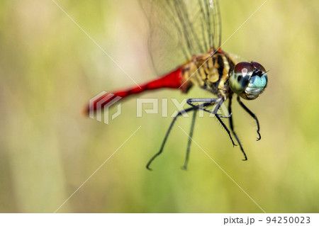 羽根をつかんで横から写したオスのマイコアカネ 94250023