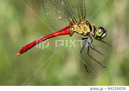 羽根をつかんで横から写したマユタテアカネ 94250026