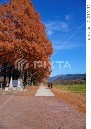 青空バックに光を浴びて輝くメタセコイヤ並木の黄葉＠マキノ、滋賀 94250159