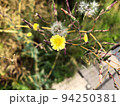 道端に咲く黄色い小さな花ランシモ 94250381