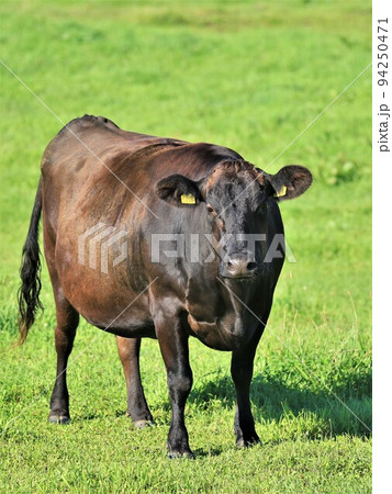 牧場の風景・和牛 牧場の風景・和牛 94250471