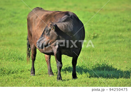 牧場の風景・和牛 94250475