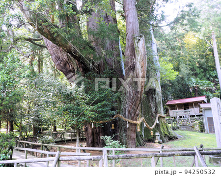 杉の大スギと八坂神社　高知県長岡郡大豊町杉八坂神社境内 94250532