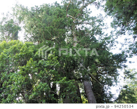 杉の大スギと八坂神社　高知県長岡郡大豊町杉八坂神社境内 94250534