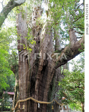 杉の大スギと八坂神社　高知県長岡郡大豊町杉八坂神社境内 94250536
