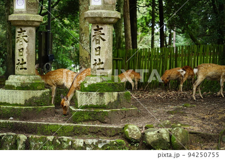 奈良公園のシカたち 94250755