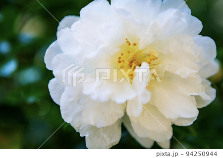 白いツバキの花 94250944