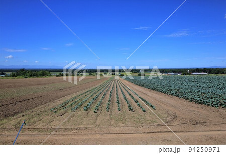 北海道の農地・キャベツ畑 北海道の農地・キャベツ畑 94250971