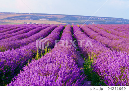 Lavender field rows in summer on sunset 94251069