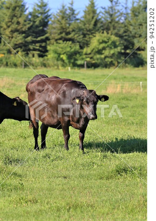牧場の風景・和牛 94251202