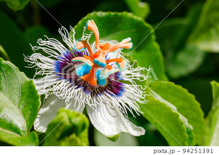 Passion fruit flower. Close-up imagin. 94251391