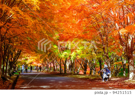 箕輪町・もみじ湖の紅葉 箕輪町・もみじ湖の紅葉 94251515