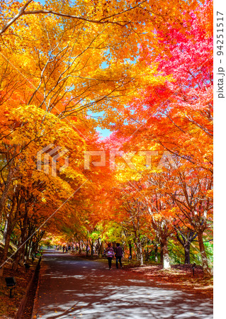 箕輪町・もみじ湖の紅葉 94251517