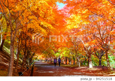 箕輪町・もみじ湖の紅葉 94251518