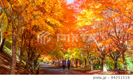 箕輪町・もみじ湖の紅葉 94251519