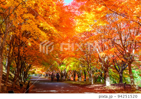 箕輪町・もみじ湖の紅葉 94251520