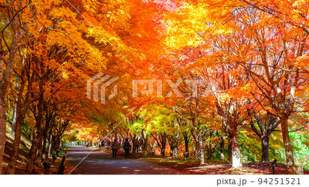 箕輪町・もみじ湖の紅葉 箕輪町・もみじ湖の紅葉 94251521