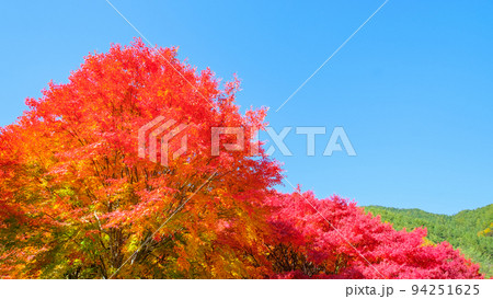 箕輪町・もみじ湖の紅葉 94251625