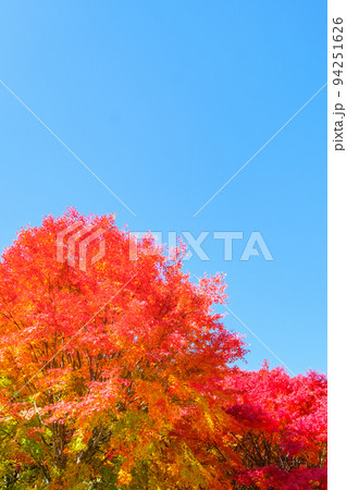 箕輪町・もみじ湖の紅葉 94251626