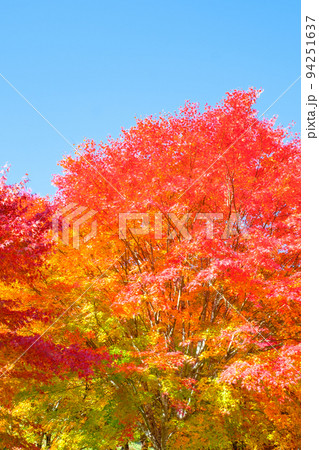箕輪町・もみじ湖の紅葉 箕輪町・もみじ湖の紅葉 94251637