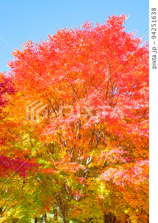 箕輪町・もみじ湖の紅葉 箕輪町・もみじ湖の紅葉 94251638