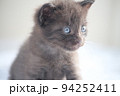 子猫　横顔　キトンブルー 94252411